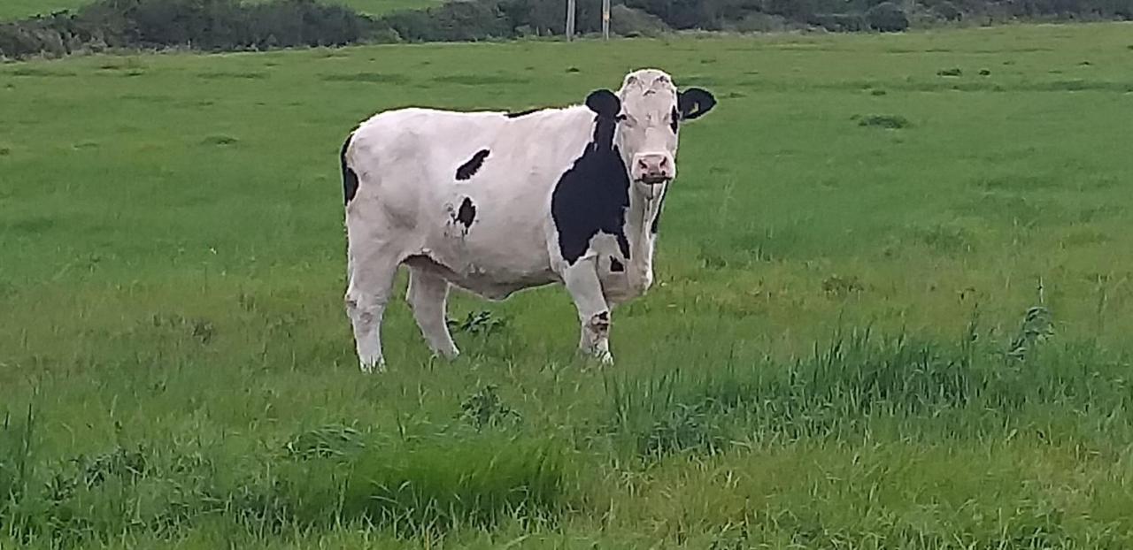 Murphys Irish Farmhouse Tralee Dış mekan fotoğraf
